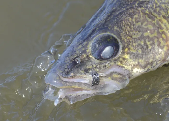 North Dakota Outdoors: Tags tell important stories of fish